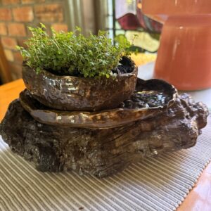 Plant pottery on wood burl